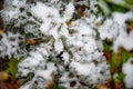 Bush with green leaves covered with snow. Snow covered leaves in winter Royalty Free Stock Photo