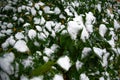 Bush with green leaves covered with snow. Snow covered leaves in winter Royalty Free Stock Photo