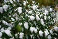 Bush with green leaves covered with snow. Snow covered leaves in winter Royalty Free Stock Photo