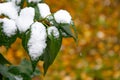 Bush with green leaves covered with snow. Snow covered leaves in winter Royalty Free Stock Photo