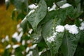 Bush with green leaves covered with snow. Snow covered leaves in winter Royalty Free Stock Photo