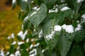 Bush with green leaves covered with snow. Snow covered leaves in winter Royalty Free Stock Photo