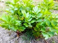 Bush of green lovage in spring on the ground