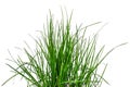 Bush of green lush grass isolated on white or transparent background Royalty Free Stock Photo