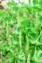 A bush with green peas. Green pea pods Royalty Free Stock Photo