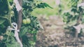 Bush of green tomatoes closeup, organic food, banner format, matte effect Royalty Free Stock Photo