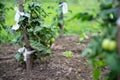 Bush of green tomatoes tied to wooden stick, grown organic food on own field