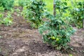 Bush of green tomatoes tied to a wooden stick, organic food grown on own field, Ukraine