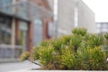 A Bush of greenery at the entrance to the building, the background is blurred. decoration of the city with greenery. floristry,