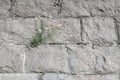 A bush of greenery grew on a stone wall. The concept of stamina and survival. Royalty Free Stock Photo