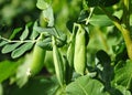 Green pea pods on bushes among the leaves. Royalty Free Stock Photo