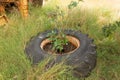 A bush growing trough a old wheel
