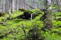 Bush grows on a stump of an old tree among trees in a thicket of forest