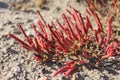 Bush of halophytes