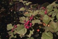 The Bush of hawthorn fruit