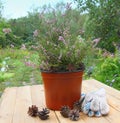 Bush of heather in a flowerpo Royalty Free Stock Photo