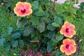 A bush hibiscus plant with three large brightly colored flowers