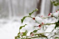 A bush of holly covered in snow, giving a serene setting due to the color combination of red and green with the pure white.