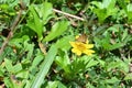 A Bush Hopper butterfly collecting nectar from a yellow Singapore Daisy flower Royalty Free Stock Photo