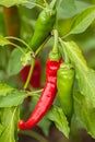 Bush hot chili peppers Royalty Free Stock Photo