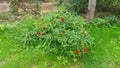 A bush of hybrid raspberry strawberries is growing in the garden on a grassy lawn near a metal mesh fence. In summer, the stems al Royalty Free Stock Photo