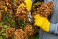 Bush hydrangea cutting or trimming with secateur in the garden