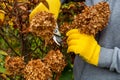 Bush hydrangea cutting or trimming with secateur in the garden