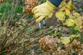 Bush hydrangea cutting or trimming with secateur in the garden