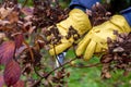 Bush hydrangea cutting or trimming with secateur in the garden