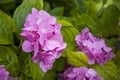 Bush with Hydrangea large-leaved on the estate