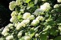 Bush of Hydrangea. White flowers of Hydrangea in the garden. Flowering shrub of Hydrangea in the summer