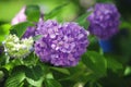 A bush of hydrangeas. beautiful floral background