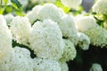 a bush of hydrangeas. beautiful floral background. bright summer mood