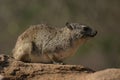 Bush Hyrax Royalty Free Stock Photo