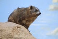 Bush hyrax