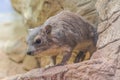 Bush Hyrax, Heterohyrax brucei