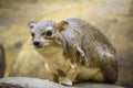 Bush Hyrax Heterohyrax brucei portrait with rocks background