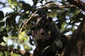 Bush Hyrax Heterohyrax brucei