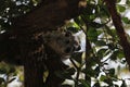 Bush Hyrax Heterohyrax brucei