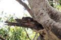 Bush Hyrax Heterohyrax brucei