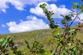 Bush with inedible berries against of blue sky. The freshness of spring or summer day