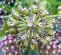 Bush of Kalanchoe delagoensis (Bryophyllum delagoense), mother of millions or chandelier plant