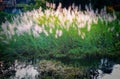 Bush of Kans Grass Saccharum spontaneum in a Marsh.