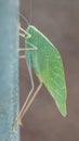 Microcentrum sp. Angle winged katydid defensive look mimicking a leaf Royalty Free Stock Photo
