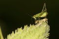 Bush katydid nymph on a milkweed seed pod.