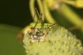 Bush katydid nymph on a milkweed seed pod.