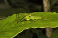Bush katydid, Phaneropteridae, Aarey milk colony Mumbai