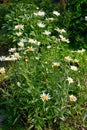 Bush large garden daisies on a Sunny summer day in the garden