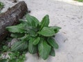 Bush of large green leaves of wild burdock plant Royalty Free Stock Photo