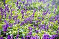 Bush of lavandula field bloom